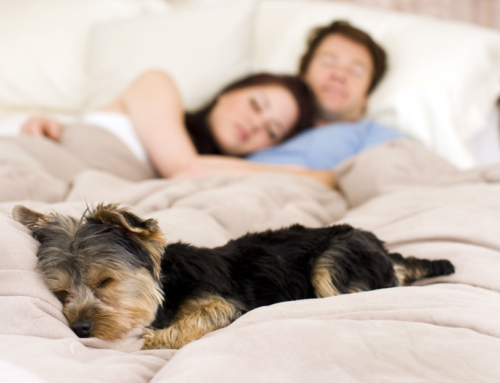 Is it Bad to Let Your Pets Sleep in Your Bed?